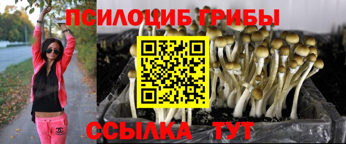 Галлюциногенные грибы Psilocybe Ахтубинск